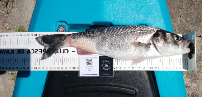 Fish Measure Picture